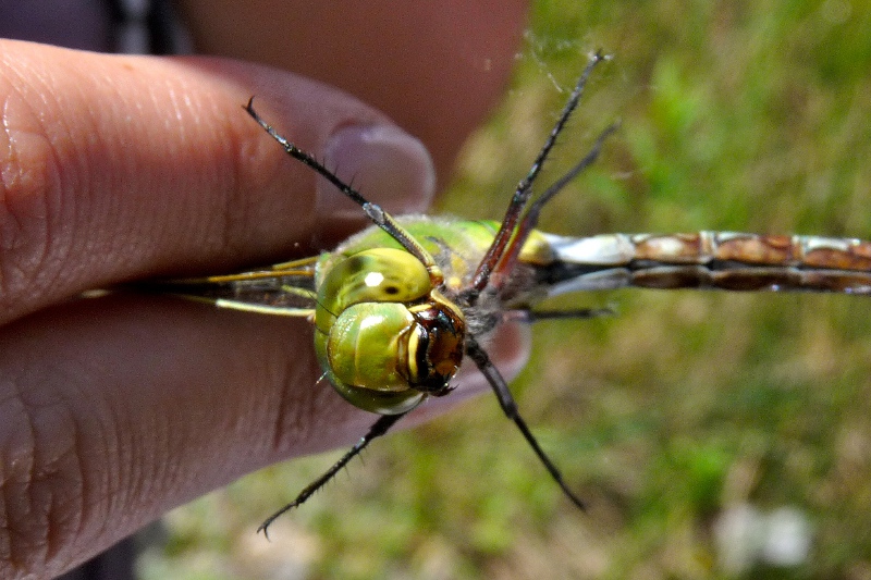 Lestes dryas e Anax imperator